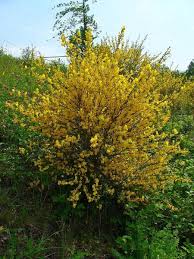 Attēlu rezultāti vaicājumam “Cytisus scoparius flower”