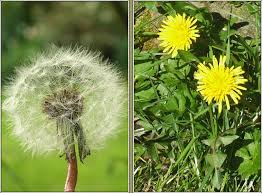 Attēlu rezultāti vaicājumam “Taraxacum officinale aggr. flower”