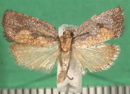 Attēlu rezultāti vaicājumam “Pandemis cinnamomeana female”