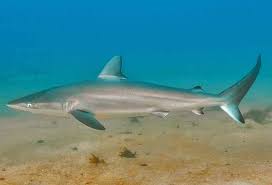 Image result for Carcharhinus acronotus
