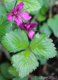 Attēlu rezultāti vaicājumam “Rubus arcticus”