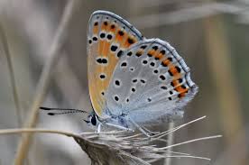 Attēlu rezultāti vaicājumam “Lycaena tityrus underside”