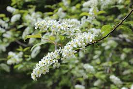 Attēlu rezultāti vaicājumam “Prunus padus var. roseiflora flower”