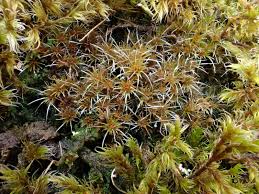 Attēlu rezultāti vaicājumam “Campylopus pyriformis sporophyte”