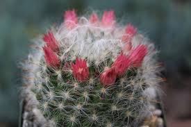 Attēlu rezultāti vaicājumam “xComagaria rosea”