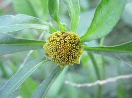 Attēlu rezultāti vaicājumam “Bidens tripartita flower”