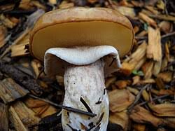 Attēlu rezultāti vaicājumam “Suillus luteus”