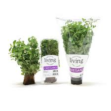 Image result for Oregano