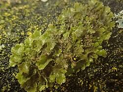 Attēlu rezultāti vaicājumam “Melanohalea olivacea”