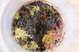 Attēlu rezultāti vaicājumam “Sphagnum rubellum”