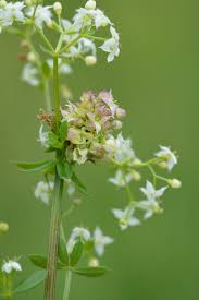 Attēlu rezultāti vaicājumam “Geocrypta galii”