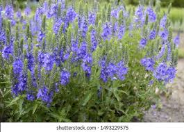 Attēlu rezultāti vaicājumam “Veronica austriaca subsp. teucrium leaf”