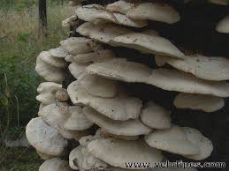 Attēlu rezultāti vaicājumam “Climacocystis borealis”