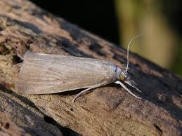 Attēlu rezultāti vaicājumam “Calamotropha paludella”