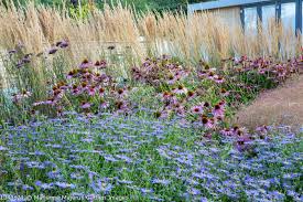 Attēlu rezultāti vaicājumam “Calamagrostis purpurea flower”