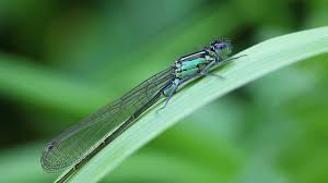 Attēlu rezultāti vaicājumam “Coenagrion puella male”