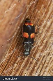 Attēlu rezultāti vaicājumam “Anthocomus fasciatus”