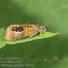 Attēlu rezultāti vaicājumam “Olethreutes arcuella”