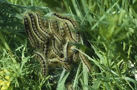 Attēlu rezultāti vaicājumam “Malacosoma castrensis larva”