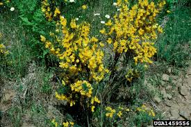 Image result for Cytisus scoparius