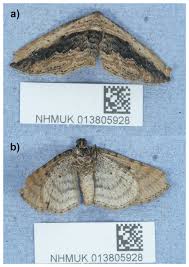 Attēlu rezultāti vaicājumam “Horisme vitalbata”