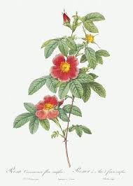 Attēlu rezultāti vaicājumam “Rosa majalis”