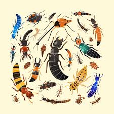 Attēlu rezultāti vaicājumam “Staphylinidae”