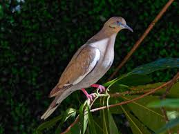 Attēlu rezultāti vaicājumam “Columbiformes”