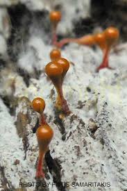 Attēlu rezultāti vaicājumam “Hemitrichia clavata macro”