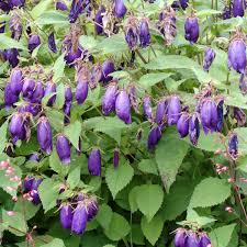 Image result for Campanula strigosa