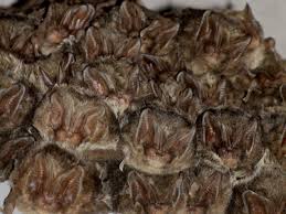 Attēlu rezultāti vaicājumam “Barbastella barbastellus”