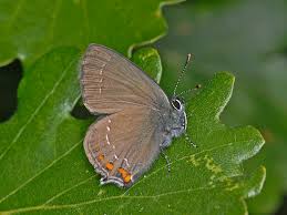 Attēlu rezultāti vaicājumam “Satyrium ilicis underside”