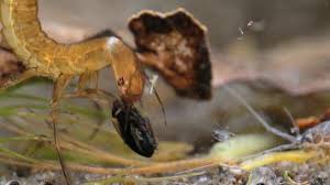Attēlu rezultāti vaicājumam “Dytiscus sp. larva”