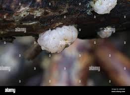 Attēlu rezultāti vaicājumam “Tremella encephala”