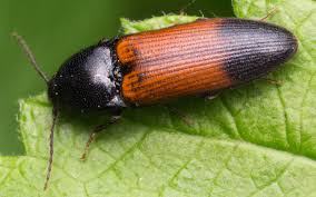 Attēlu rezultāti vaicājumam “Ampedus balteatus”