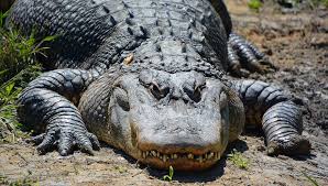 Image result for Alligator mississippiensis
