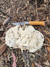 Attēlu rezultāti vaicājumam “Fuligo septica var. candida spores”