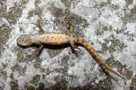 Attēlu rezultāti vaicājumam “Triturus vulgaris female”