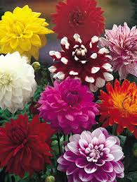 Image result for Dahlia x pinnata `Decorative Giants`