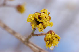 Attēlu rezultāti vaicājumam “Cornus mas flower”