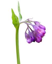 Attēlu rezultāti vaicājumam “Symphytum officinale bud”