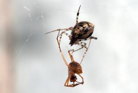 Attēlu rezultāti vaicājumam “Phylloneta cocoon”