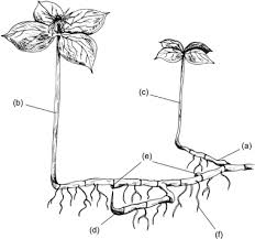 Attēlu rezultāti vaicājumam “Paris quadrifolia bud”