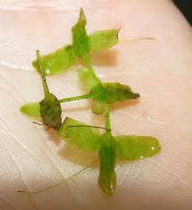 Attēlu rezultāti vaicājumam “Lemna trisulca”