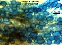Attēlu rezultāti vaicājumam “Enteridium variabile spores”