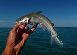 Image result for Ariopsis felis