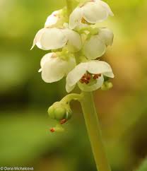 Attēlu rezultāti vaicājumam “Pyrola rotundifolia fruit”