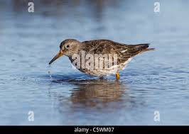 Attēlu rezultāti vaicājumam “Calidris maritima adult”