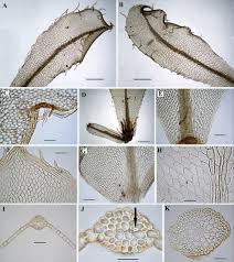 Attēlu rezultāti vaicājumam “Plagiomnium affine sporophyte”