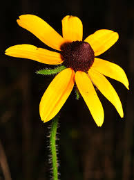 Attēlu rezultāti vaicājumam “Rudbeckia hirta var. pulcherrima flower”